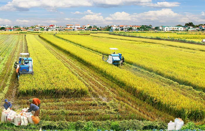 ĐBSCL đóng góp tới 50% sản lượng lúa của cả nước. Nguồn: vir.com.vn